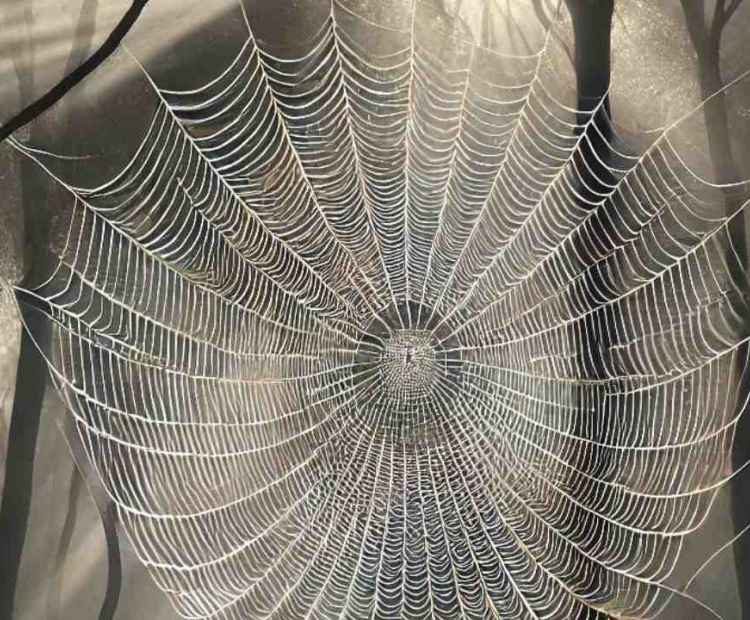 A close-up view of a spider's web, capturing the delicate artistry of its design in the morning light.
